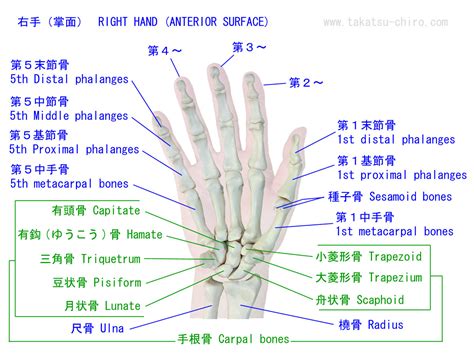 手 骨|手の骨・筋肉・腱の名称｜高津整体